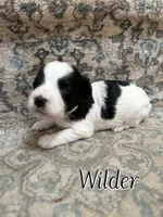 Wilder, a male Bichon Frise and Cavapoo for sale in Myrtle Beach, SC – 1 of 2