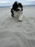 Asher , a male Bichon Frise and Cavapoo for sale in Myrtle Beach, SC – Photo 3 of 6