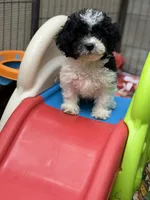 Asher , a male Bichon Frise and Cavapoo for sale in Myrtle Beach, SC – Photo 2 of 6