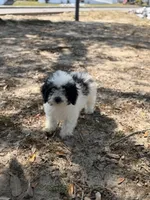 Felix, a male Bichon Frise and Cavapoo for sale in Myrtle Beach, SC – Photo 4 of 4