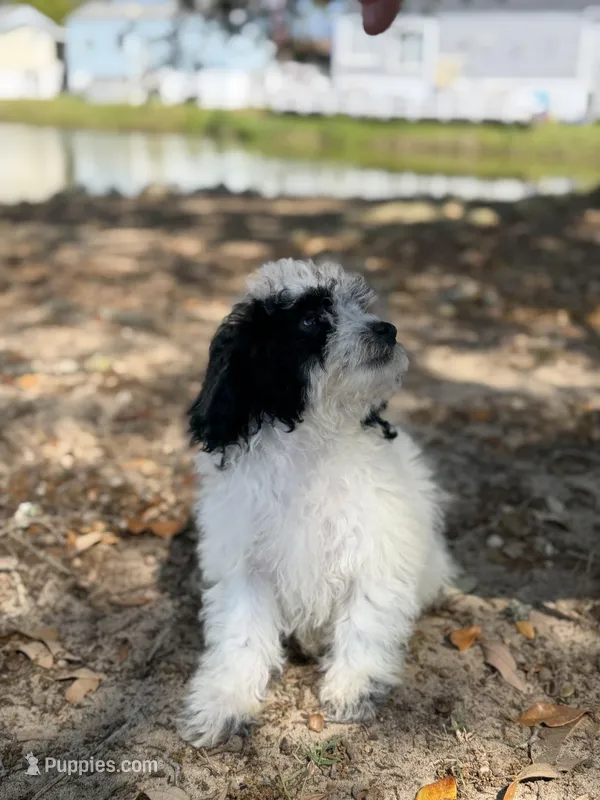 Felix – Bichon Frise, Cavapoo puppy for sale in Myrtle Beach, SC