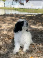 Felix, a male Bichon Frise and Cavapoo for sale in Myrtle Beach, SC – Photo 1 of 4