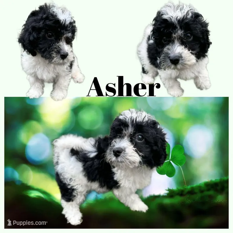 Asher  – Bichon Frise, Cavapoo puppy for sale in Myrtle Beach, SC