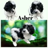 Asher , a male Bichon Frise and Cavapoo for sale in Myrtle Beach, SC – Photo 1 of 6