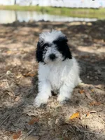 Felix, a male Bichon Frise and Cavapoo for sale in Myrtle Beach, SC – Photo 3 of 4