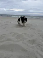 Asher , a male Bichon Frise and Cavapoo for sale in Myrtle Beach, SC – Photo 4 of 6