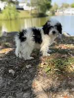 Felix, a male Bichon Frise and Cavapoo for sale in Myrtle Beach, SC – Photo 2 of 4