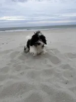 Asher , a male Bichon Frise and Cavapoo for sale in Myrtle Beach, SC – Photo 6 of 6