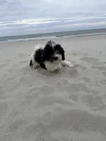 Asher , a male Bichon Frise and Cavapoo for sale in Myrtle Beach, SC – Photo 5 of 6