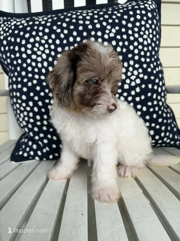 Bowie – Miniature Aussiedoodle puppy for sale in Myrtle Beach, SC