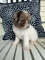 Bowie, a male Miniature Aussiedoodle for sale in Myrtle Beach, SC – 1 of 3