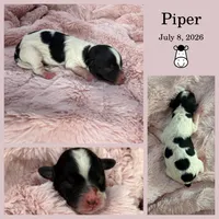 Piper, a male Bichon Frise and Cavapoo for sale in Myrtle Beach, SC – 2 of 2