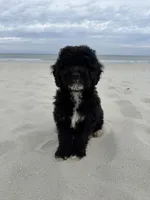 Muffin, a male Miniature Bernedoodle for sale in Myrtle Beach, SC – 3 of 5