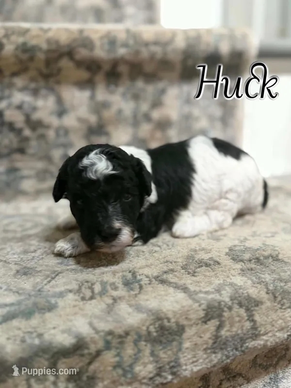Huck – Bichon Frise, Cavapoo puppy for sale in Myrtle Beach, SC
