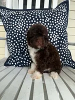 Roo, a female Miniature Aussiedoodle for sale in Myrtle Beach, SC – 2 of 5