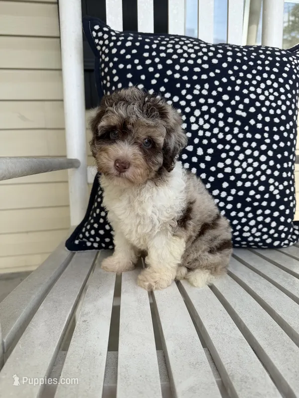 Ducky – Miniature Aussiedoodle puppy for sale in Myrtle Beach, SC
