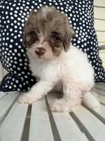 Bowie, a male Miniature Aussiedoodle for sale in Myrtle Beach, SC – 2 of 3
