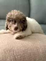 Syd , a male Miniature Aussiedoodle for sale in Myrtle Beach, SC – 3 of 6