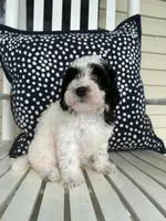Beau, a male Bichon Frise and Cavapoo for sale in Myrtle Beach, SC – 9 of 9