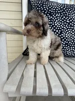 Ducky, a female Miniature Aussiedoodle for sale in Myrtle Beach, SC – 3 of 6