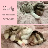 Ducky, a female Miniature Aussiedoodle for sale in Myrtle Beach, SC – 2 of 6