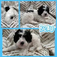 Beau, a male Bichon Frise and Cavapoo for sale in Myrtle Beach, SC – 3 of 9