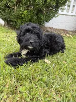 Fester, a female Miniature Bernedoodle for sale in Myrtle Beach, SC – 4 of 4