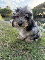 Waffles, a male Miniature Bernedoodle for sale in Myrtle Beach, SC – 5 of 6