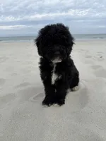 Muffin, a male Miniature Bernedoodle for sale in Myrtle Beach, SC – 4 of 5