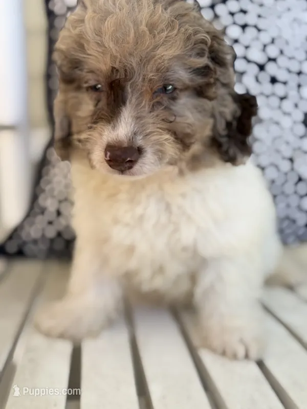 Syd  – Miniature Aussiedoodle puppy on hold in Myrtle Beach, SC