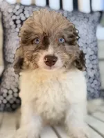 Syd , a male Miniature Aussiedoodle for sale in Myrtle Beach, SC – 5 of 6