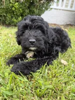 Fester, a female Miniature Bernedoodle for sale in Myrtle Beach, SC – 2 of 4