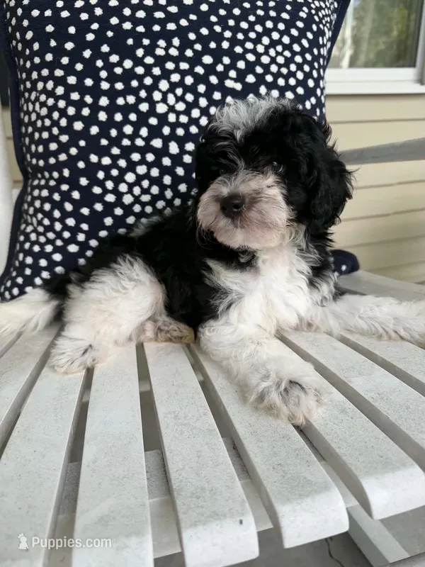 Boone – Bichon Frise, Cavapoo puppy for sale in Myrtle Beach, SC