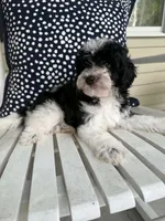 Boone, a male Bichon Frise and Cavapoo for sale in Myrtle Beach, SC – 1 of 9