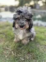 Waffles, a male Miniature Bernedoodle for sale in Myrtle Beach, SC – 2 of 6