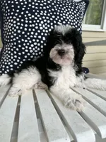 Boone, a male Bichon Frise and Cavapoo for sale in Myrtle Beach, SC – 8 of 9