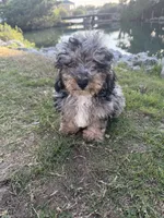 Waffles, a male Miniature Bernedoodle for sale in Myrtle Beach, SC – 6 of 6