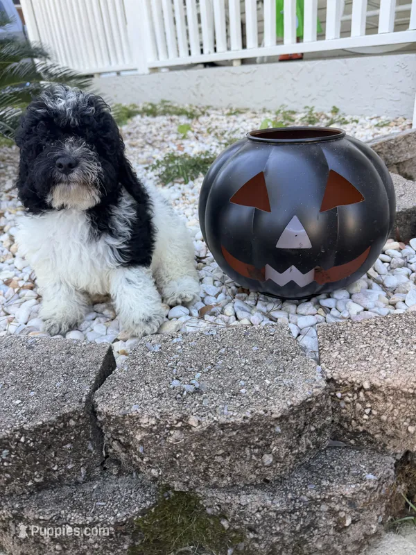Huck – Bichon Frise, Cavapoo puppy for sale in Myrtle Beach, SC