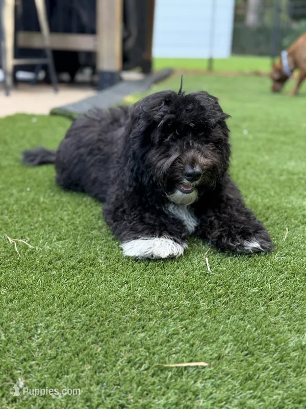 Bear – Miniature Bernedoodle puppy for sale in Myrtle Beach, SC