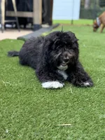 Bear, a male Miniature Bernedoodle for sale in Myrtle Beach, SC – 1 of 3