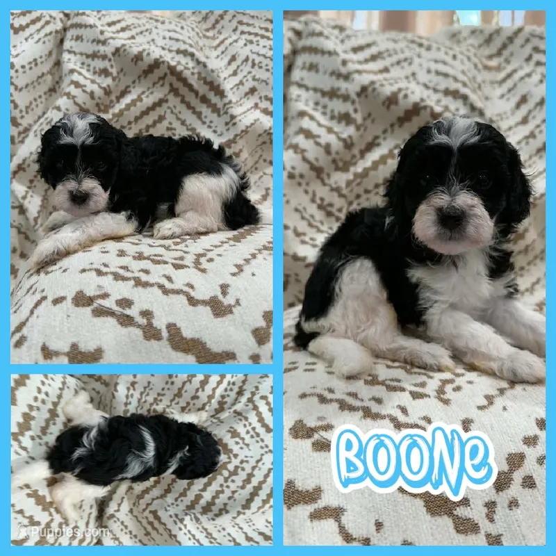 Boone – Bichon Frise, Cavapoo puppy for sale in Myrtle Beach, SC