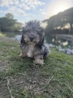 Waffles, a male Miniature Bernedoodle for sale in Myrtle Beach, SC – 3 of 6