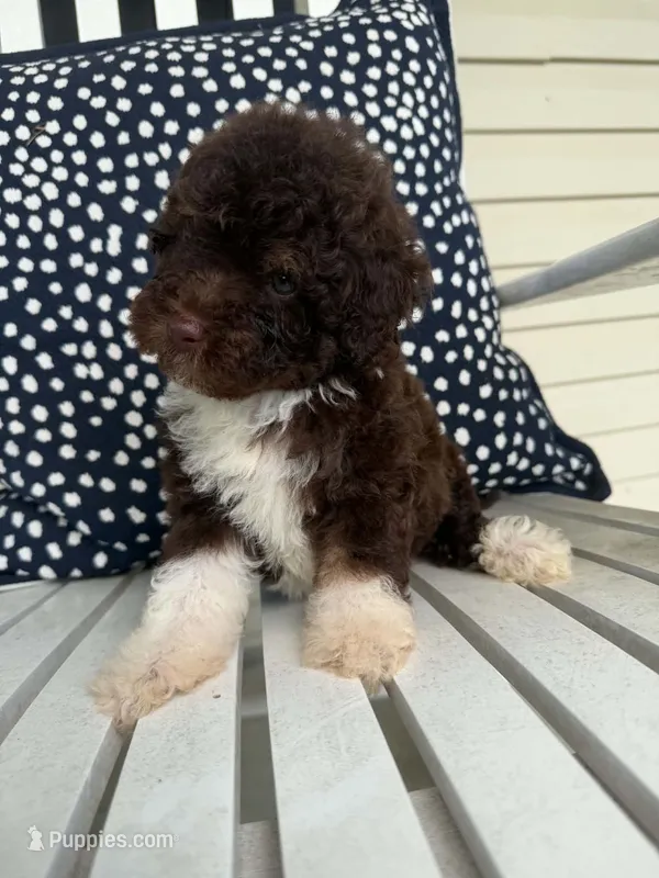 Roo – Miniature Aussiedoodle puppy for sale in Myrtle Beach, SC