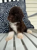 Roo, a female Miniature Aussiedoodle for sale in Myrtle Beach, SC – 1 of 5