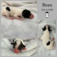 Beau, a male Bichon Frise and Cavapoo for sale in Myrtle Beach, SC – 2 of 2
