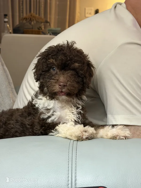 Roo – Miniature Aussiedoodle puppy for sale in Myrtle Beach, SC