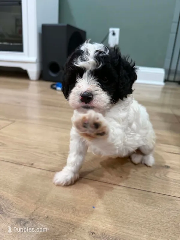 Beau – Bichon Frise, Cavapoo puppy for sale in Myrtle Beach, SC