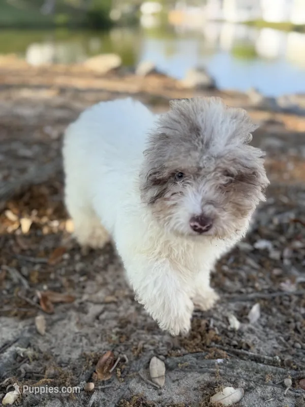 Queso – Miniature Aussiedoodle puppy for sale in Myrtle Beach, SC