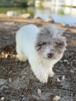 Queso, a male Miniature Aussiedoodle for sale in Myrtle Beach, SC – Photo 1 of 6