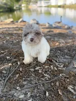 Queso, a male Miniature Aussiedoodle for sale in Myrtle Beach, SC – Photo 3 of 6
